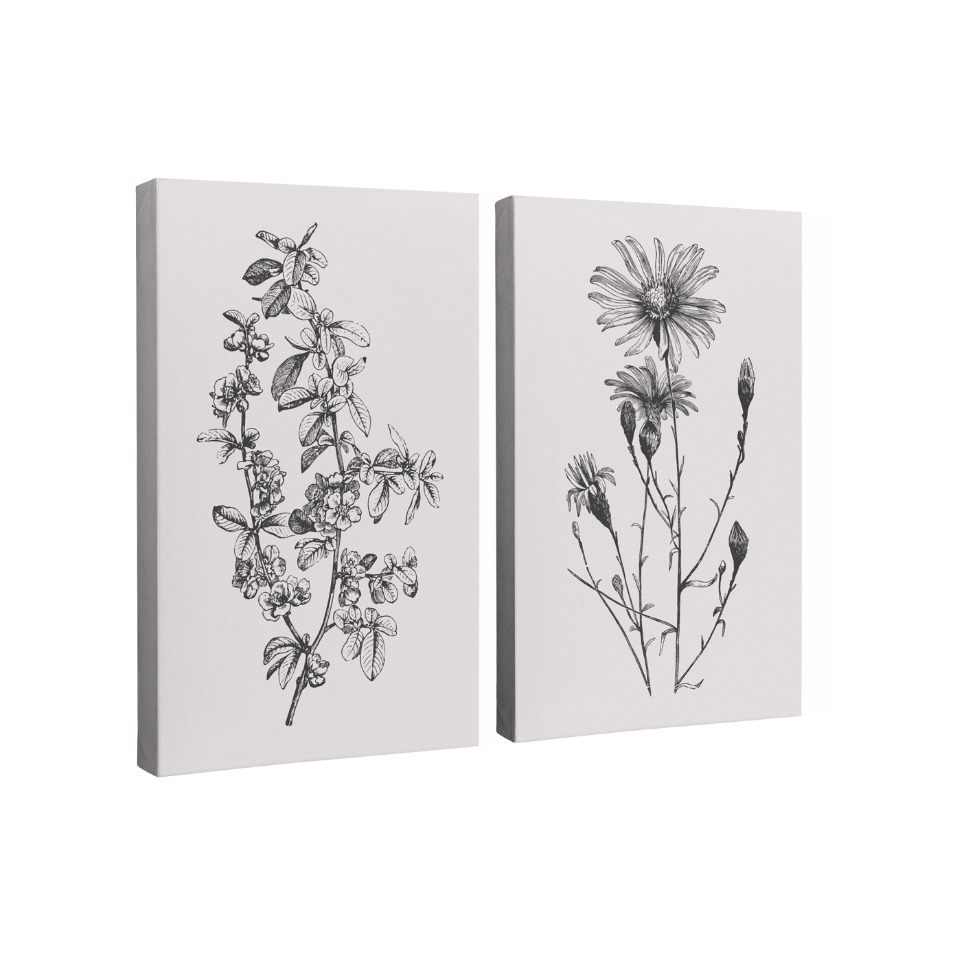 2 Panel, 2:3 vertical easy to hang canvas print on a transparent background featuring an image of two different wildflowers sketched in black grey on a light grey background