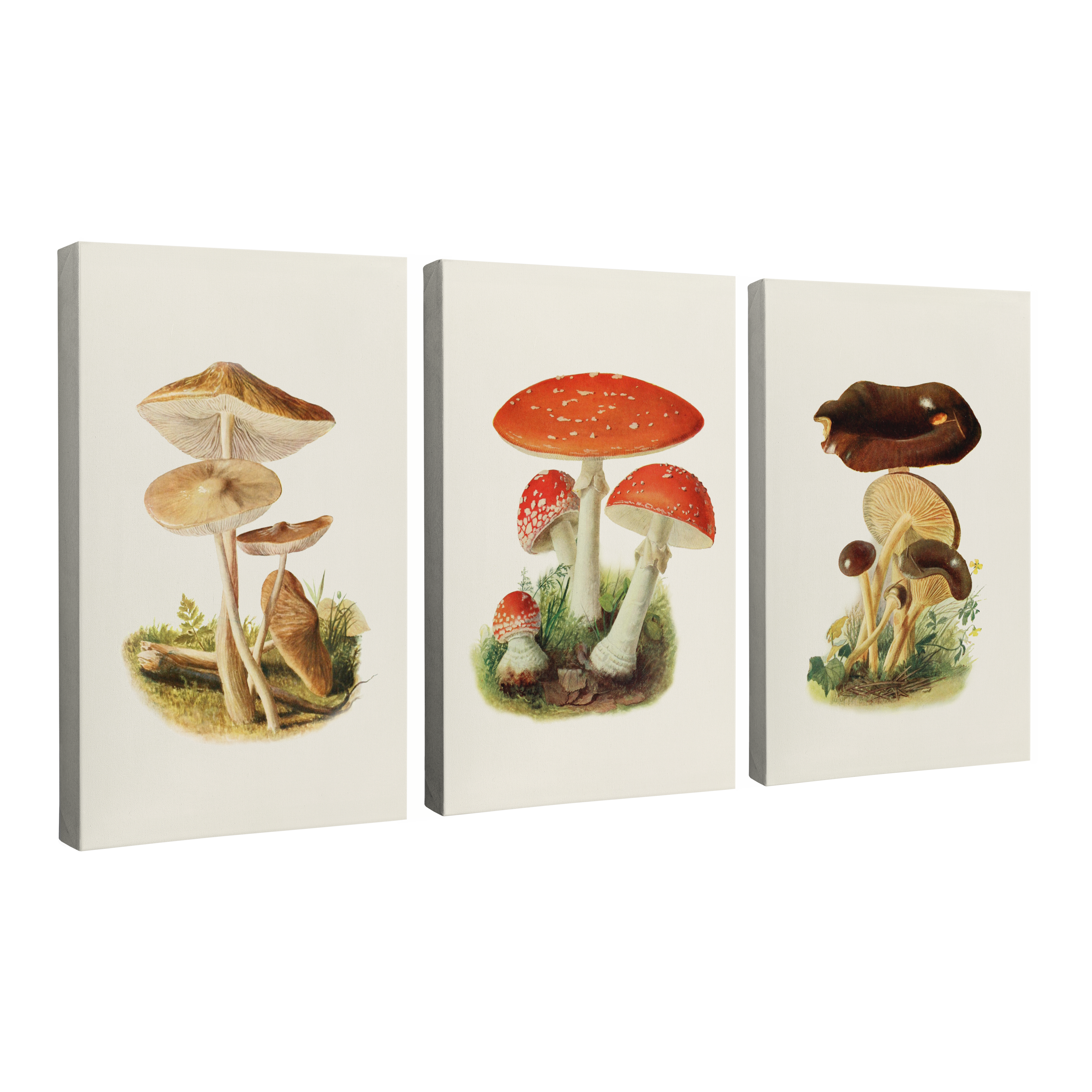 Set of 3, 2:3 vertical easy to hang canvas prints on a transparent background featuring images of three different types of mushrooms, the light brown and skinny Hymenopellis radicata, the classic red Fly agaric, and the dark brown Limacium Vitellum