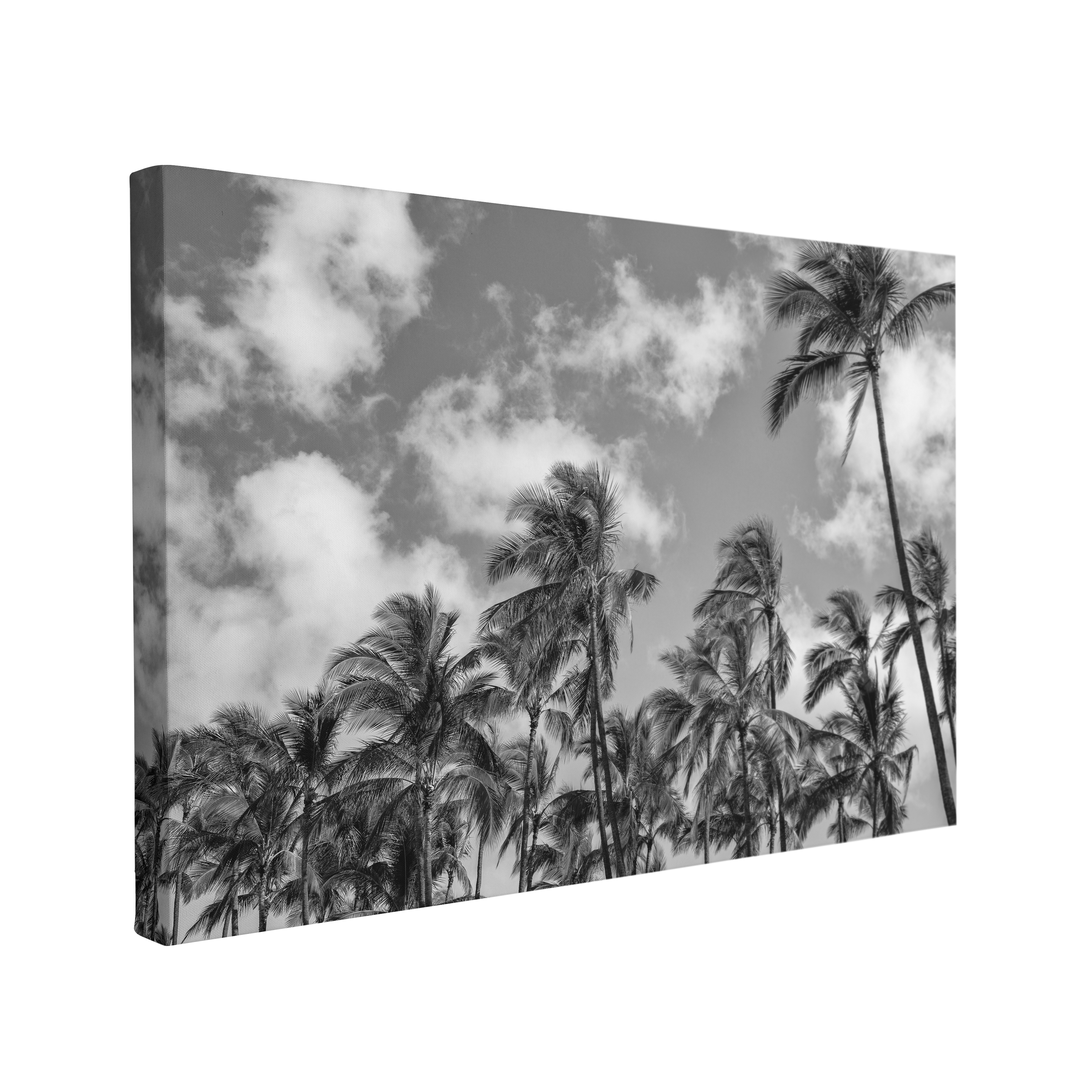 Black and White Coconut Palm Trees Grove Photography - Canvas Print Wall Art Décor Whelhung