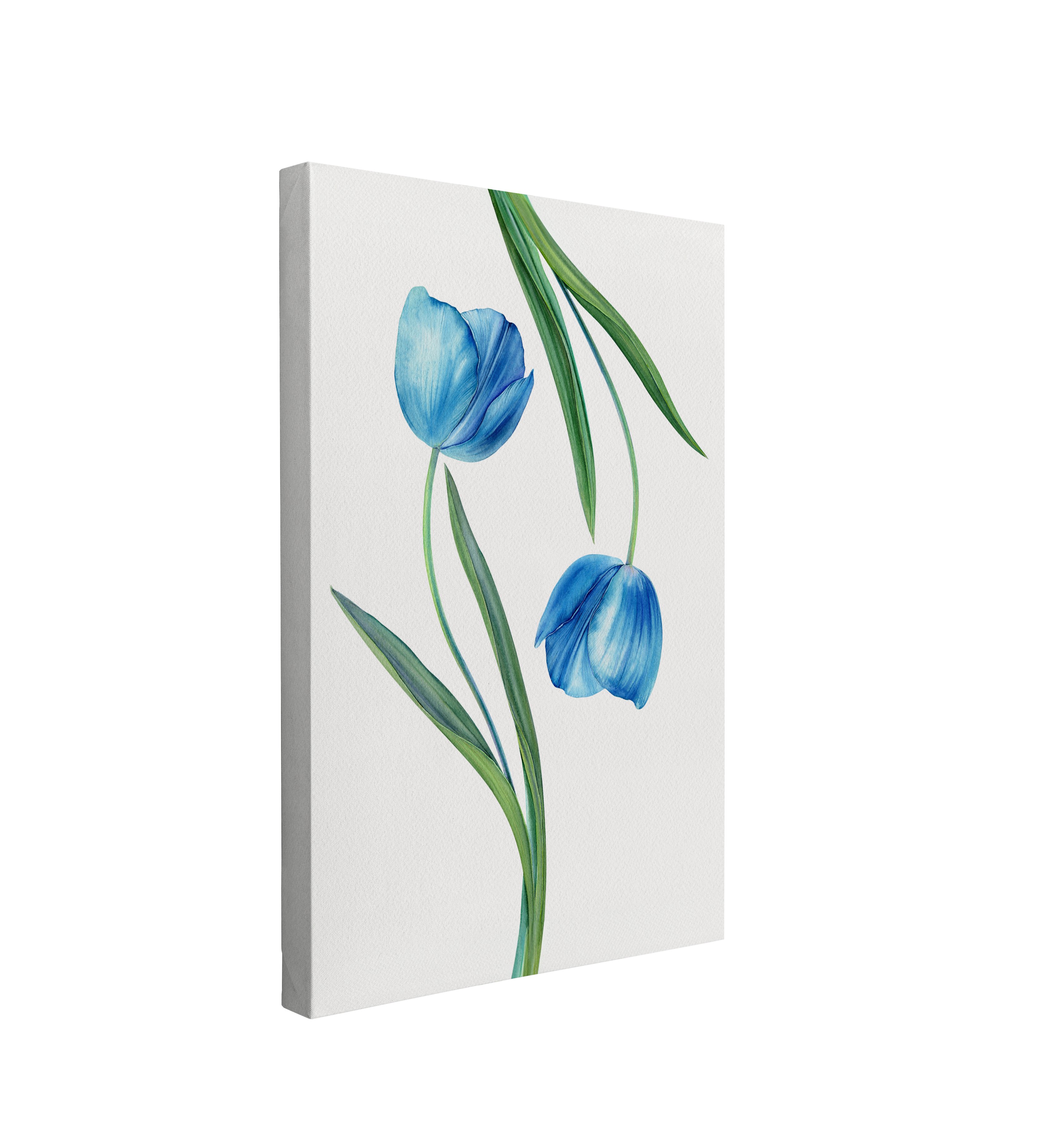 single, 2:3 vertical easy to hang canvas print on a transparent background featuring an image of a drawing of two watercolor blue tulips, one upside down on a light grey background