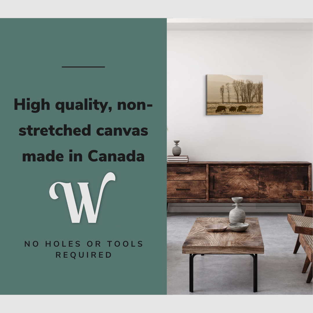 Black and White Wild Buffalo Photography - Canvas Print Wall Art Décor Whelhung