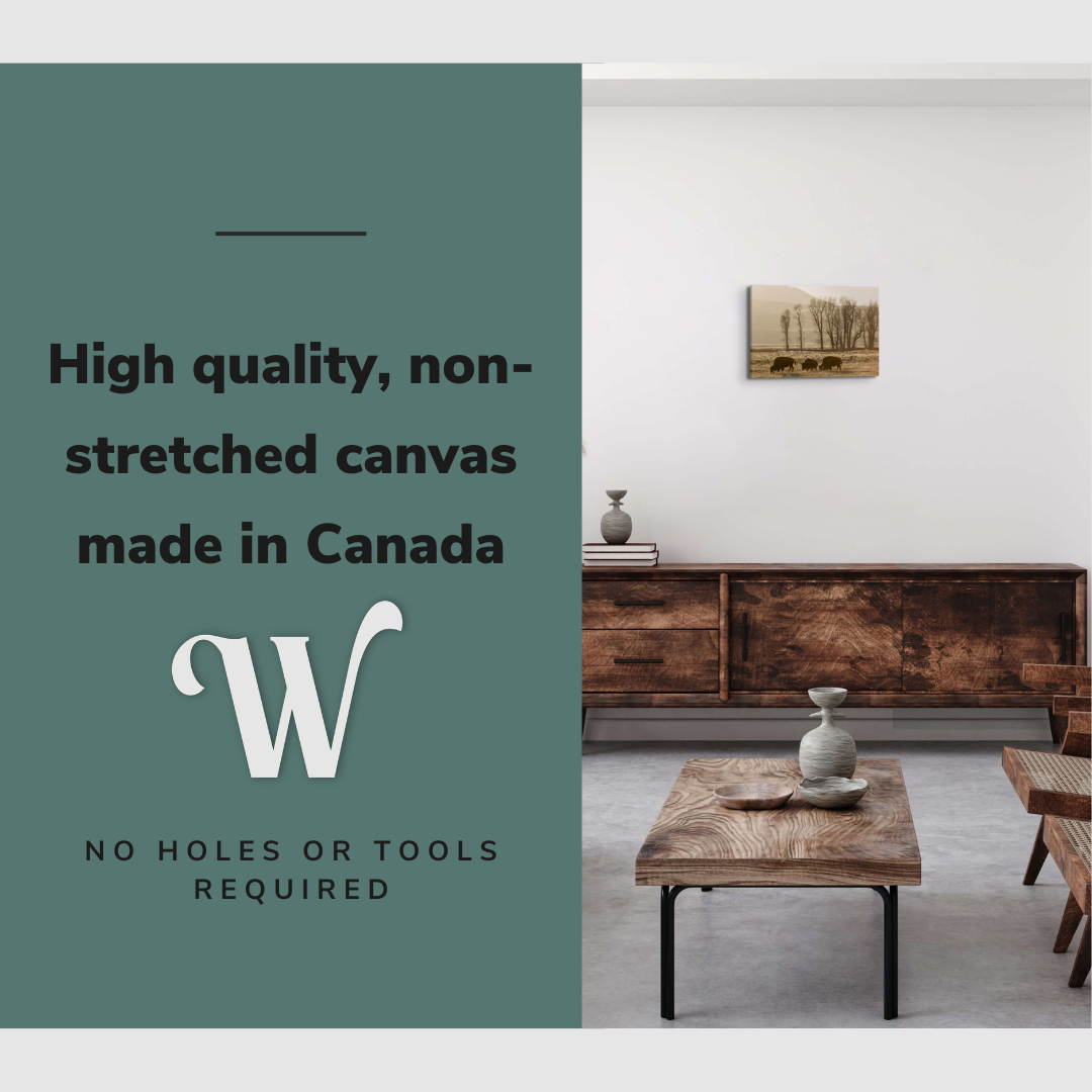 Black and White Wild Buffalo Photography - Canvas Print Wall Art Décor Whelhung