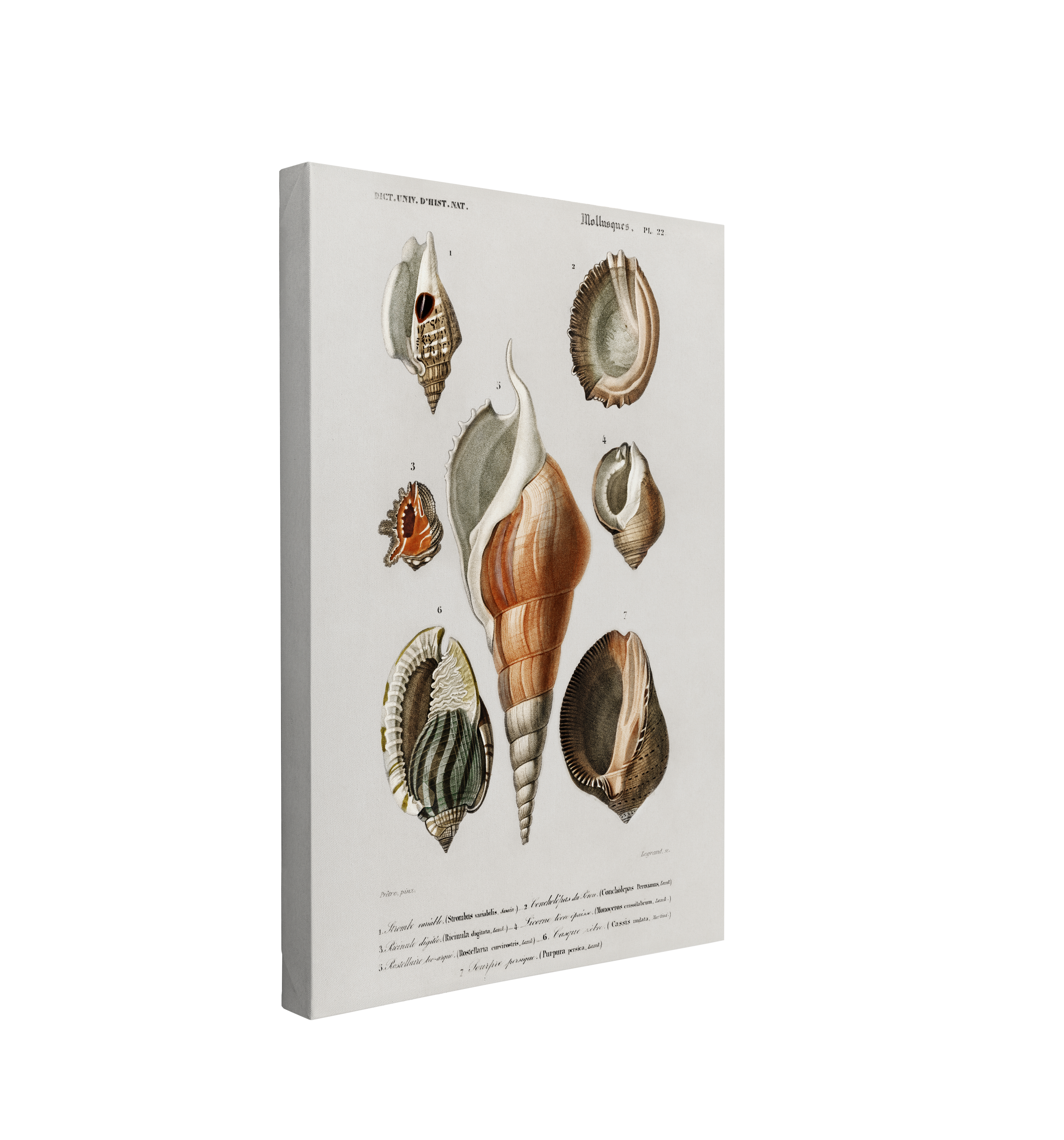 Single, 2:3 vertical easy to hang canvas prints on a transparent background featuring an image of the Universal Dictionary of Natural History's realism paintings of conch shells on a white background with identifying font.