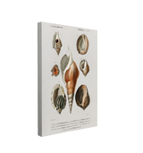 Single, 2:3 vertical easy to hang canvas prints on a transparent background featuring an image of the Universal Dictionary of Natural History's realism paintings of conch shells on a white background with identifying font.