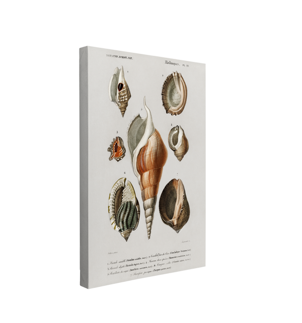 Single, 2:3 vertical easy to hang canvas prints on a transparent background featuring an image of the Universal Dictionary of Natural History's realism paintings of conch shells on a white background with identifying font.