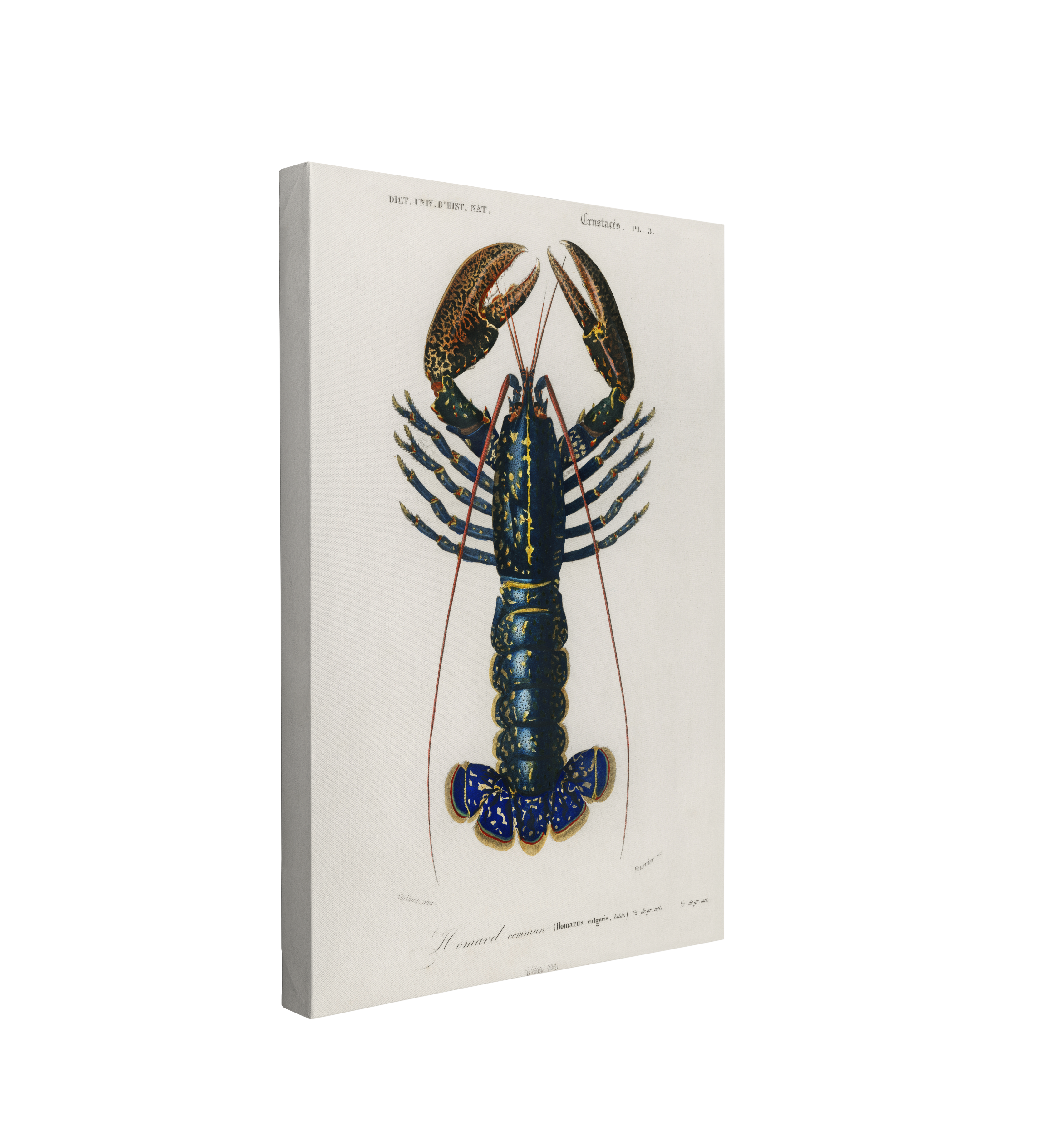 Single, 2:3 vertical easy to hang canvas print on a transparent background featuring an image of a detailed illustration from the Universal Dictionary of Natural History of the Crimson Crawfish on a white background