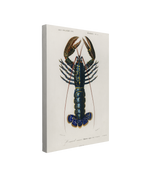 Single, 2:3 vertical easy to hang canvas print on a transparent background featuring an image of a detailed illustration from the Universal Dictionary of Natural History of the Crimson Crawfish on a white background