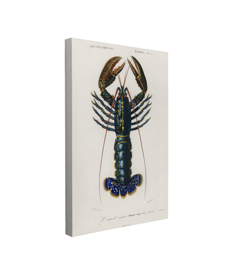 Single, 2:3 vertical easy to hang canvas print on a transparent background featuring an image of a detailed illustration from the Universal Dictionary of Natural History of the Crimson Crawfish on a white background