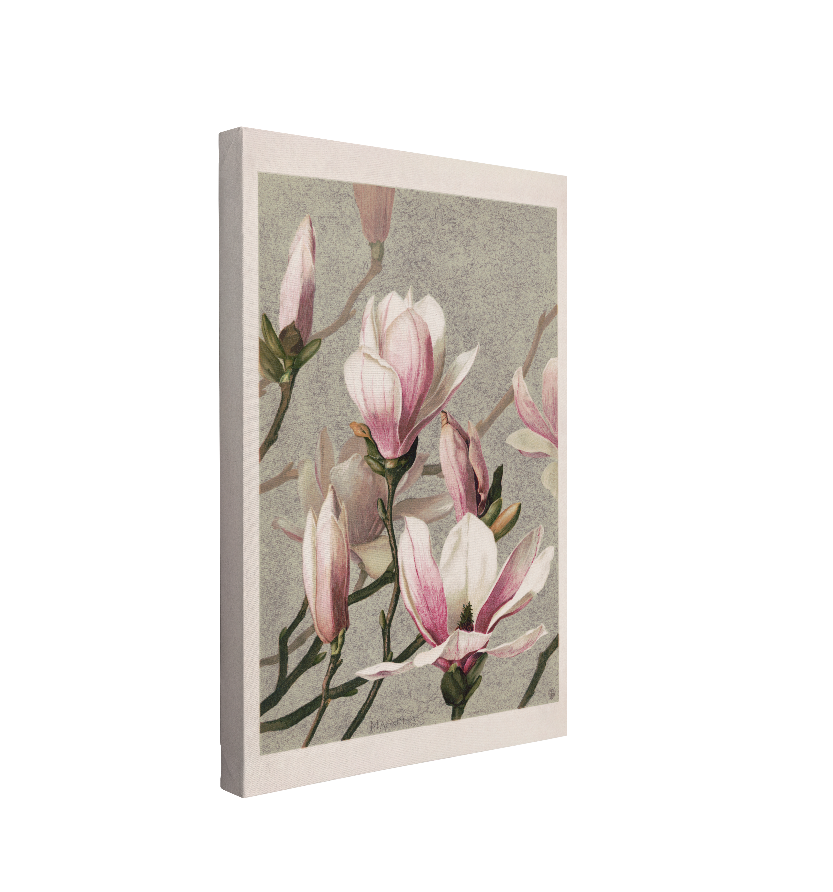 single, 2:3 vertical easy to hang canvas print on a transparent background featuring an image of a soft painting of a pink Magnolia blossoms on a light blue background with a white border