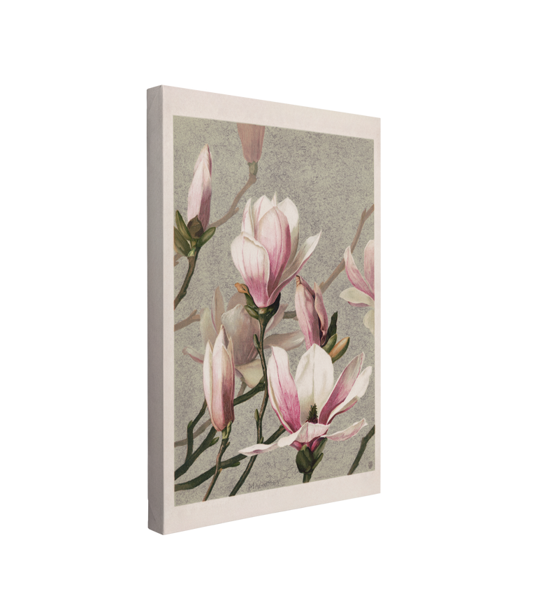 single, 2:3 vertical easy to hang canvas print on a transparent background featuring an image of a soft painting of a pink Magnolia blossoms on a light blue background with a white border