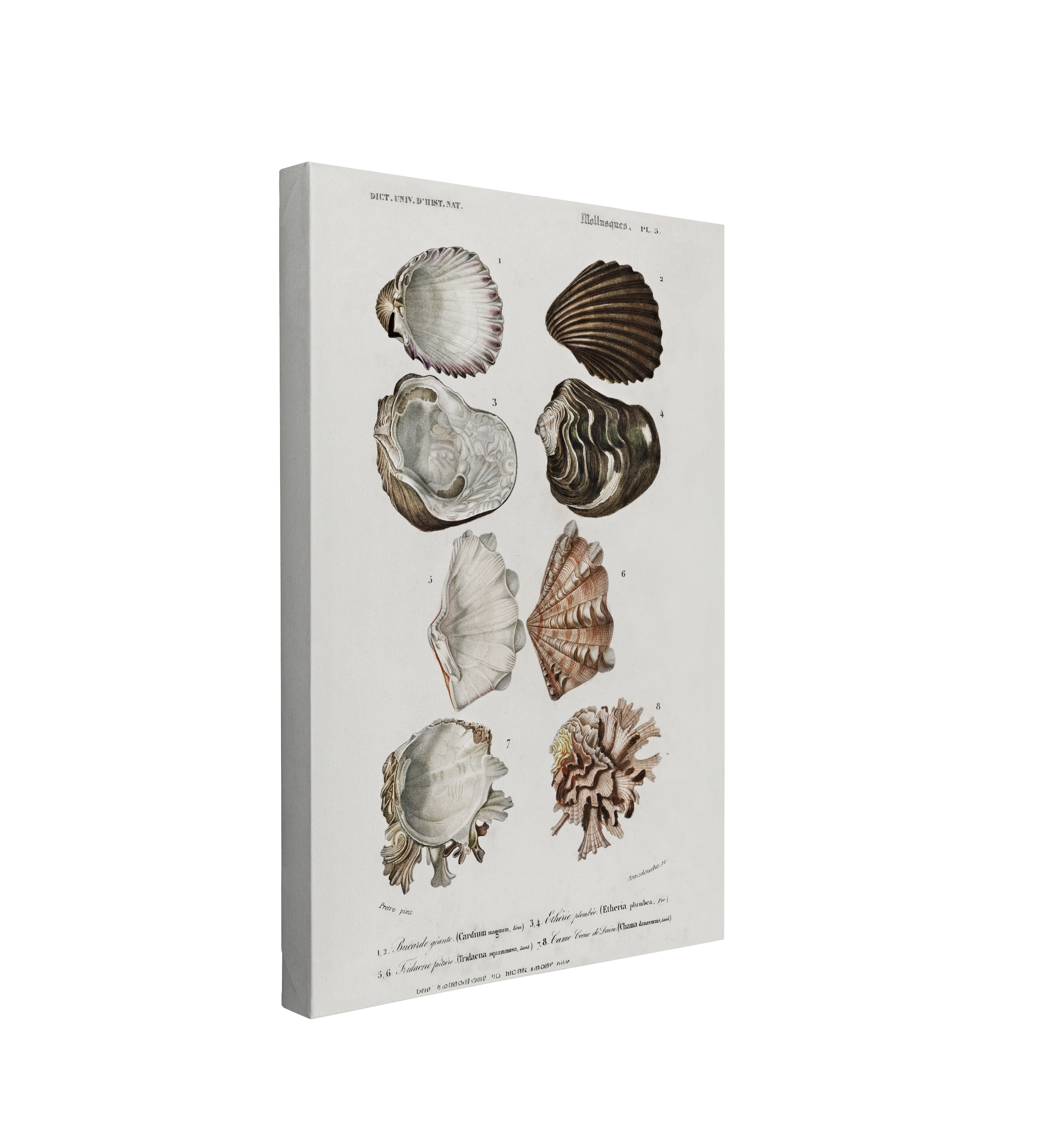 Single, 2:3 vertical easy to hang canvas prints on a transparent background featuring an image of detailed illustrations from the Universal Dictionary of Natural History of Mollusk seashells on a white background.