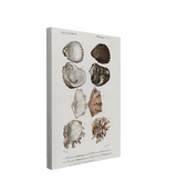 Single, 2:3 vertical easy to hang canvas prints on a transparent background featuring an image of detailed illustrations from the Universal Dictionary of Natural History of Mollusk seashells on a white background.