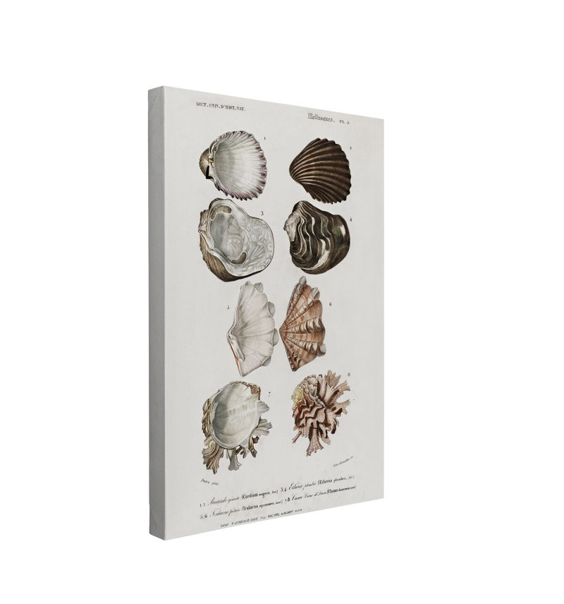 Single, 2:3 vertical easy to hang canvas prints on a transparent background featuring an image of detailed illustrations from the Universal Dictionary of Natural History of Mollusk seashells on a white background.