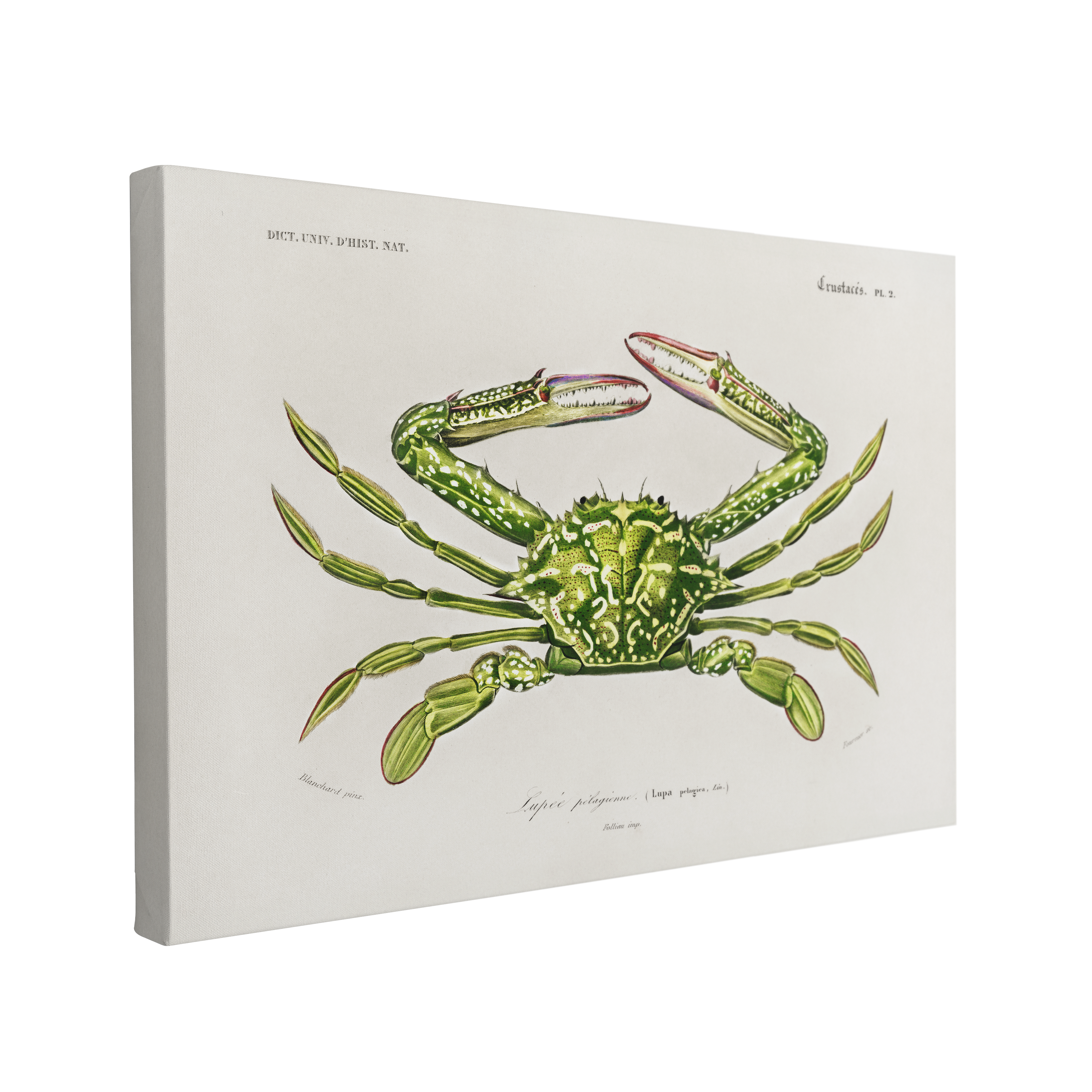 Single, 2:3 vertical easy to hang canvas prints on a transparent background featuring an image featuring detailed illustrations from the Universal Dictionary of Natural History of the green Periscope Crab on a white background with identifying text