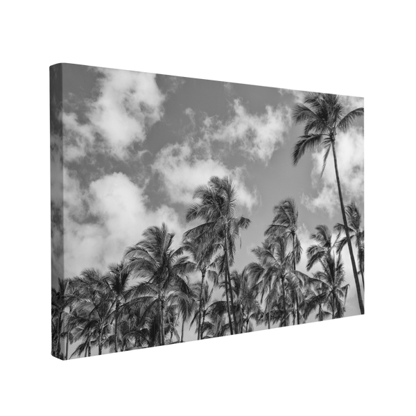 Black and White Coconut Palm Trees Grove Photography - Canvas Print Wall Art Décor Whelhung