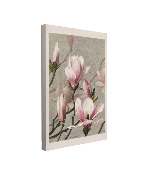 Magnolia (1886) by L. Prang & Co - Canvas Print Wall Art Décor Whelhung