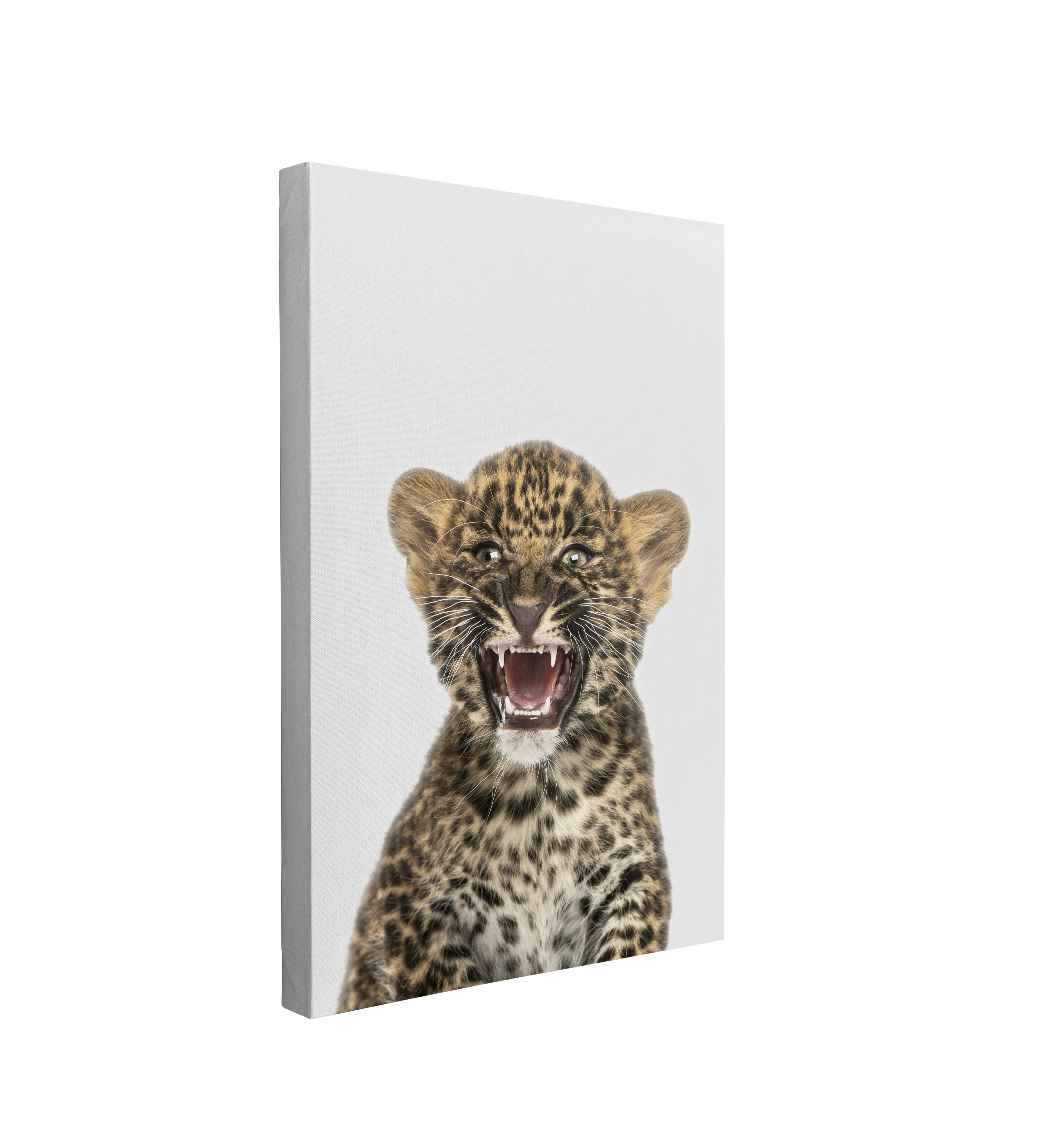 Minimalist Baby Leopard - Safari Animal Peekaboo Nursery Photography - Crystal Canvas Print Wall Art Décor Whelhung