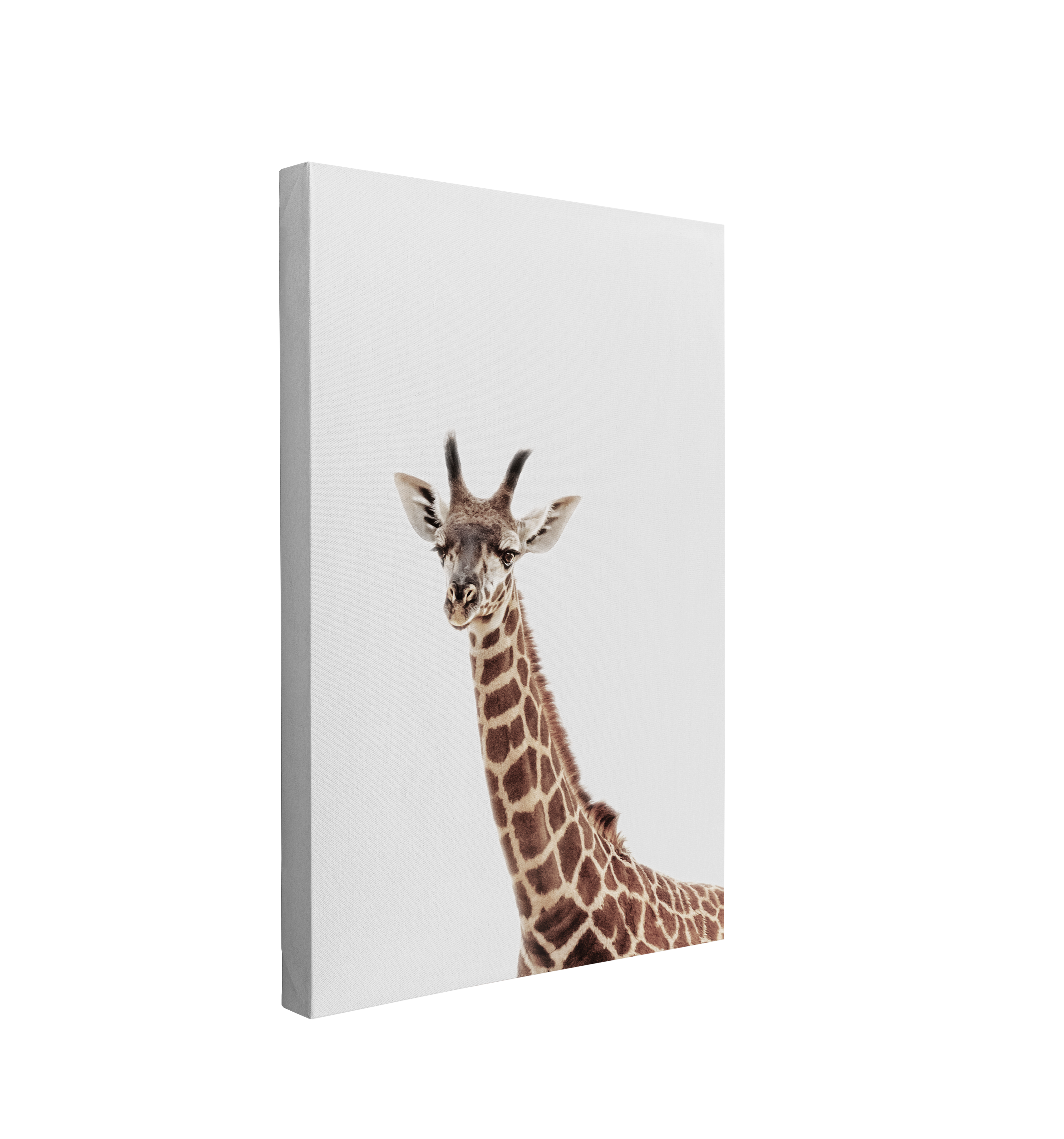 Minimalist Baby Giraffe - Safari Animal Peekaboo Nursery Photography - Crystal Canvas Print Wall Art Décor Whelhung