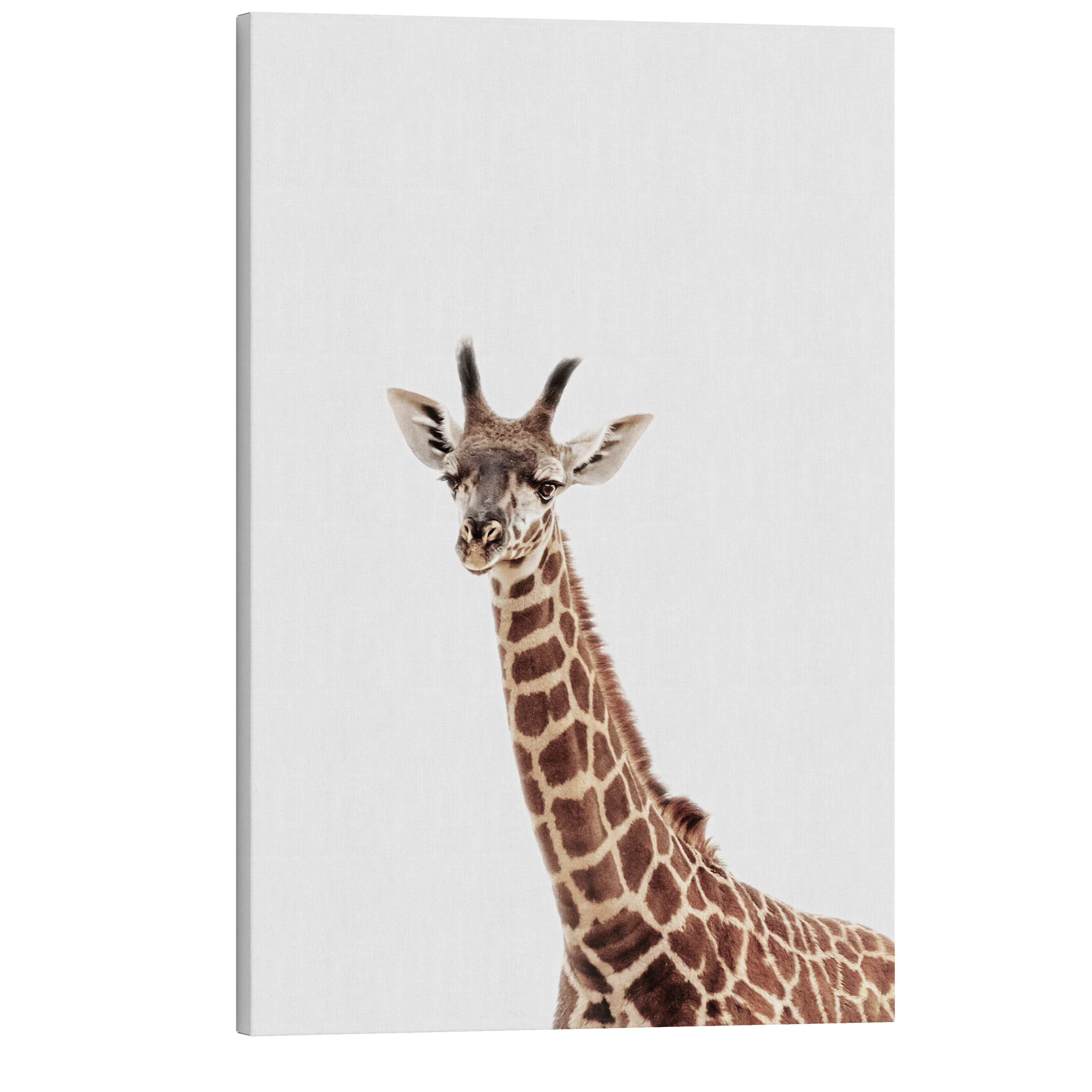 Minimalist Baby Giraffe - Safari Animal Peekaboo Nursery Photography - Crystal Canvas Print Wall Art Décor Whelhung