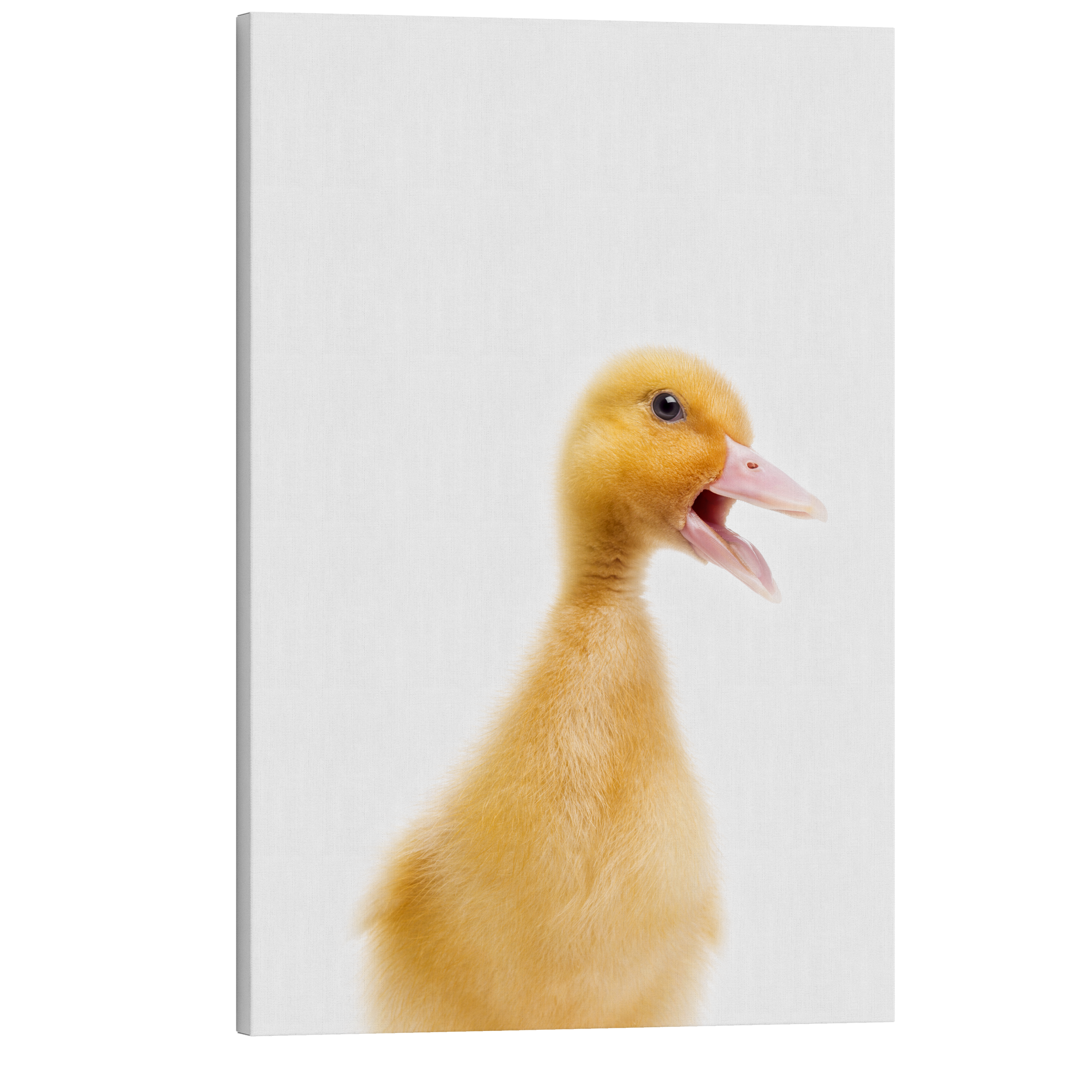 Minimalist Baby Duckling - Barn Animal Peekaboo Farmhouse Nursery Photography - Crystal Canvas Print Wall Art Décor Whelhung