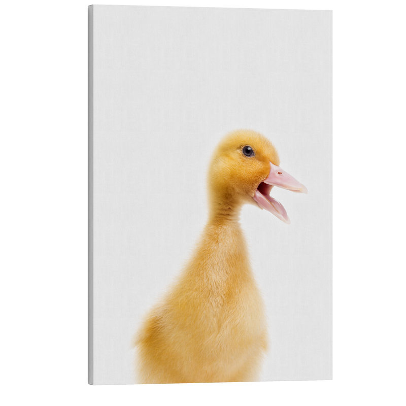 Minimalist Baby Duckling - Barn Animal Peekaboo Farmhouse Nursery Photography - Crystal Canvas Print Wall Art Décor Whelhung
