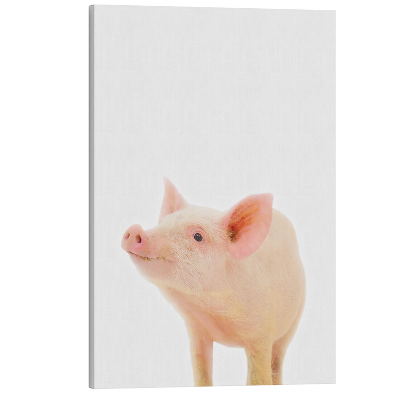 Minimalist Baby Piglet - Barn Animal Peekaboo Farmhouse Nursery Photography - Crystal Canvas Print Wall Art Décor Whelhung