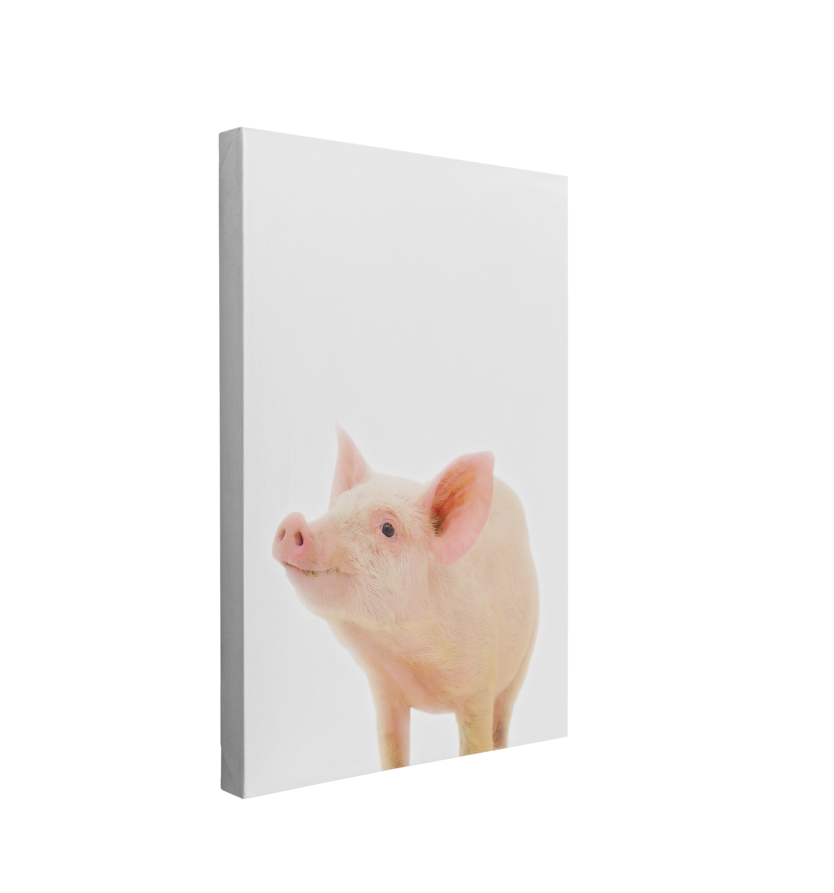 Minimalist Baby Piglet - Barn Animal Peekaboo Farmhouse Nursery Photography - Crystal Canvas Print Wall Art Décor Whelhung