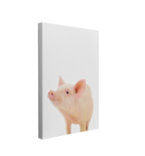 Minimalist Baby Piglet - Barn Animal Peekaboo Farmhouse Nursery Photography - Crystal Canvas Print Wall Art Décor Whelhung