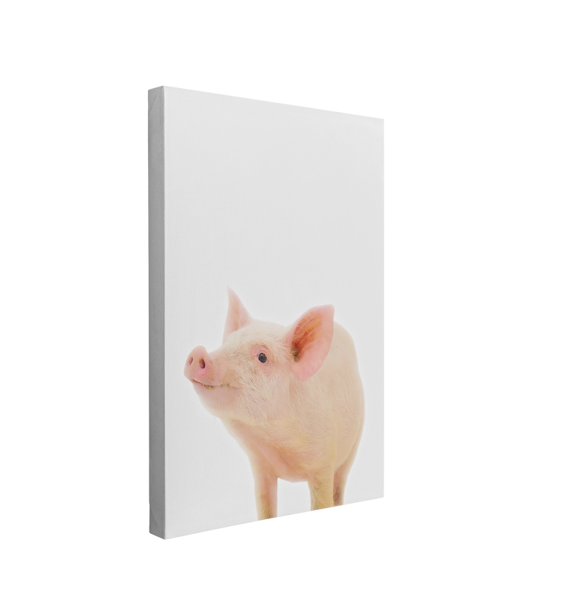 Minimalist Baby Piglet - Barn Animal Peekaboo Farmhouse Nursery Photography - Crystal Canvas Print Wall Art Décor Whelhung