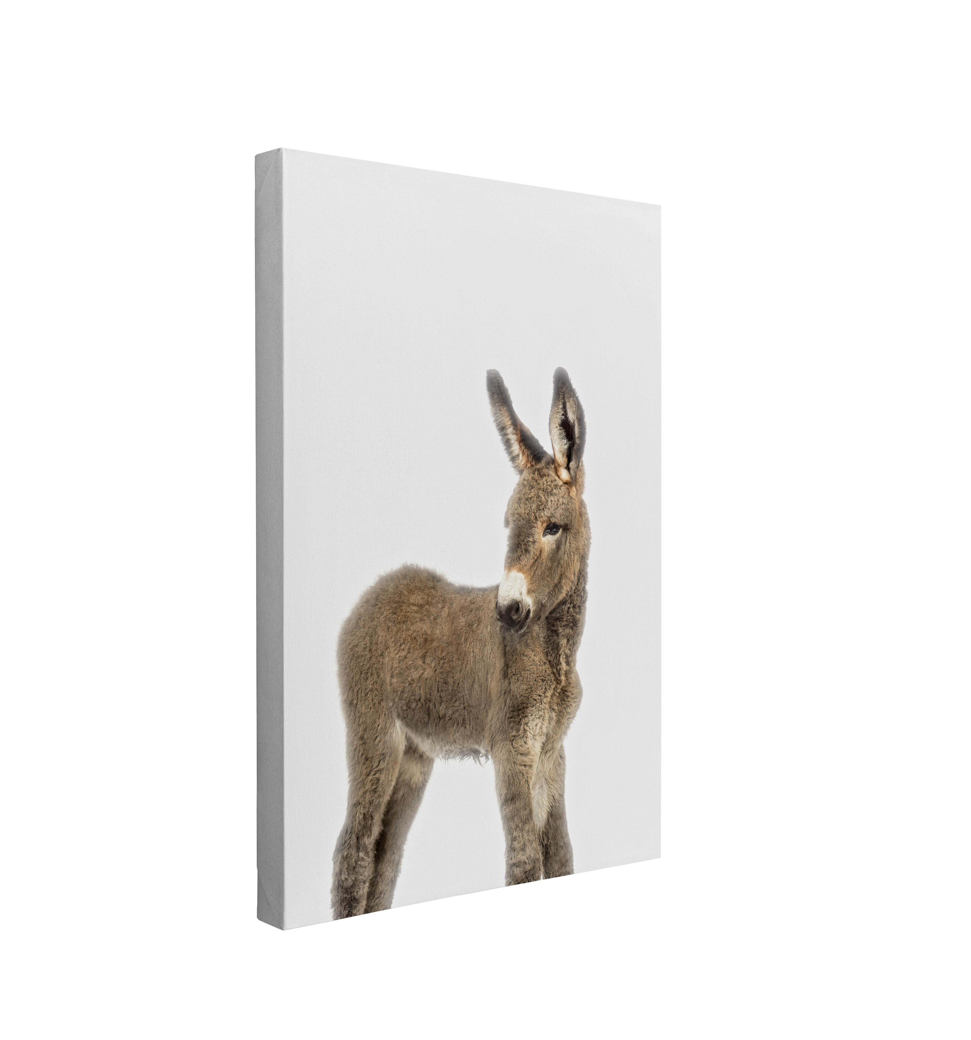 Minimalist Baby Donkey - Barn Animal Peekaboo Farmhouse Nursery Photography - Crystal Canvas Print Wall Art Décor Whelhung