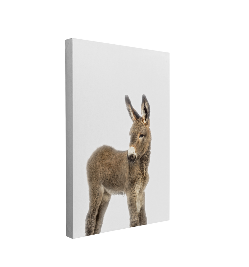 Minimalist Baby Donkey - Barn Animal Peekaboo Farmhouse Nursery Photography - Crystal Canvas Print Wall Art Décor Whelhung