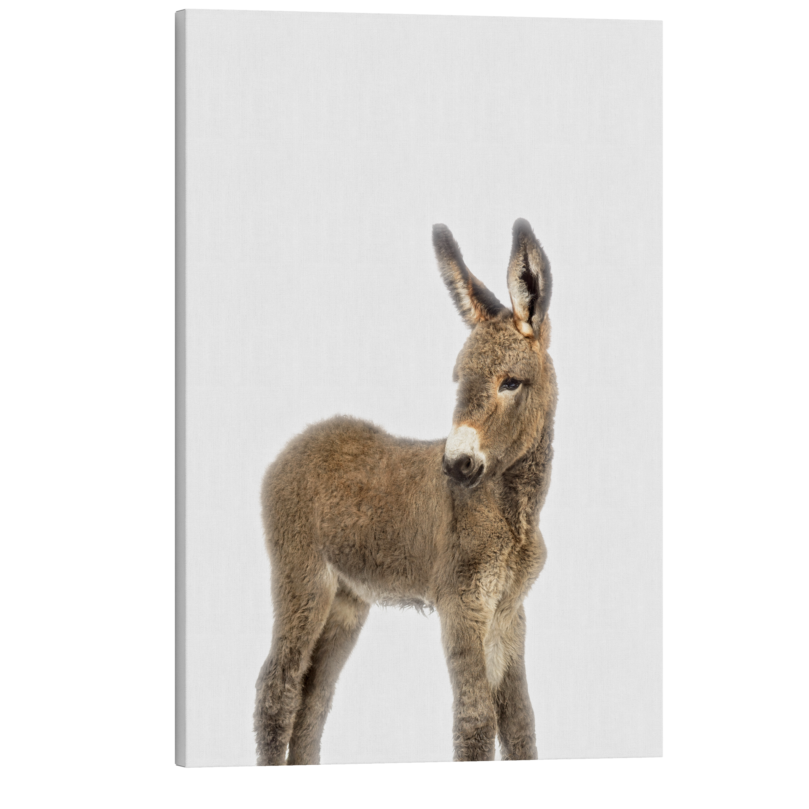 Minimalist Baby Donkey - Barn Animal Peekaboo Farmhouse Nursery Photography - Crystal Canvas Print Wall Art Décor Whelhung