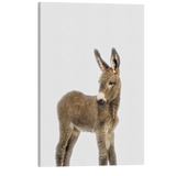 Minimalist Baby Donkey - Barn Animal Peekaboo Farmhouse Nursery Photography - Crystal Canvas Print Wall Art Décor Whelhung