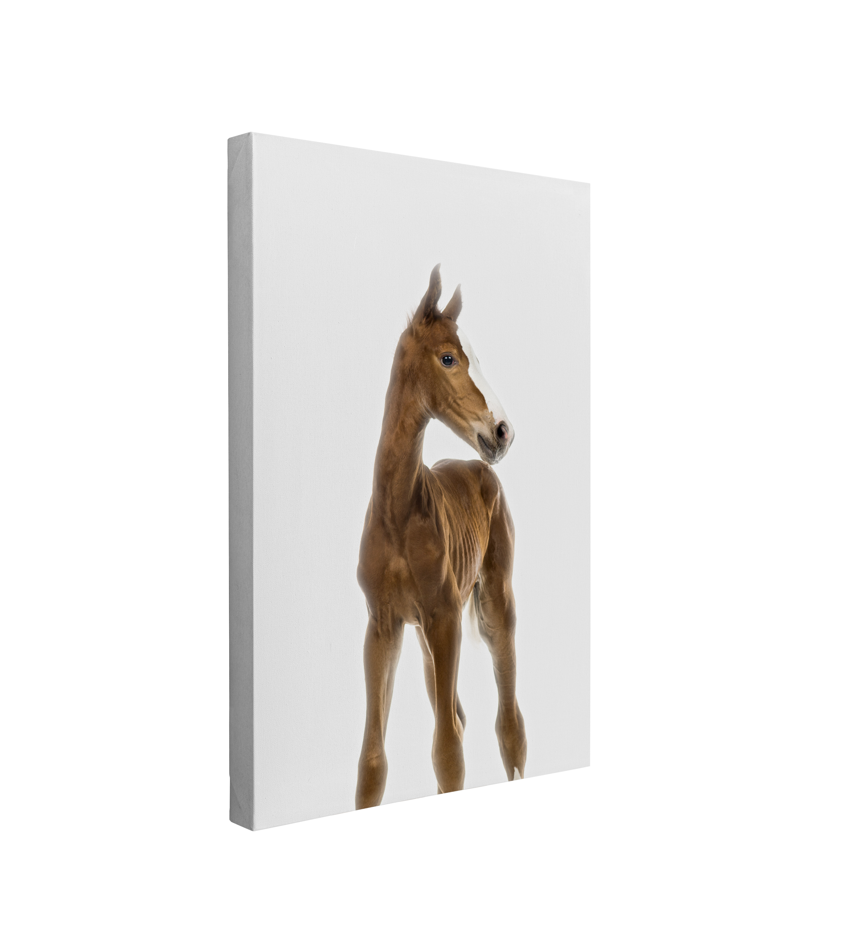 Minimalist Baby Horse - Barn Animal Peekaboo Farmhouse Nursery Photography - Crystal Canvas Print Wall Art Décor Whelhung