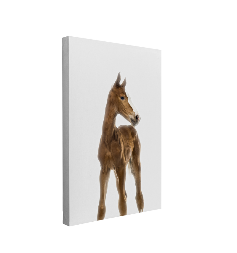 Minimalist Baby Horse - Barn Animal Peekaboo Farmhouse Nursery Photography - Crystal Canvas Print Wall Art Décor Whelhung