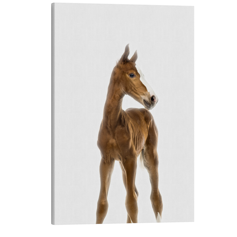 Minimalist Baby Horse - Barn Animal Peekaboo Farmhouse Nursery Photography - Crystal Canvas Print Wall Art Décor Whelhung