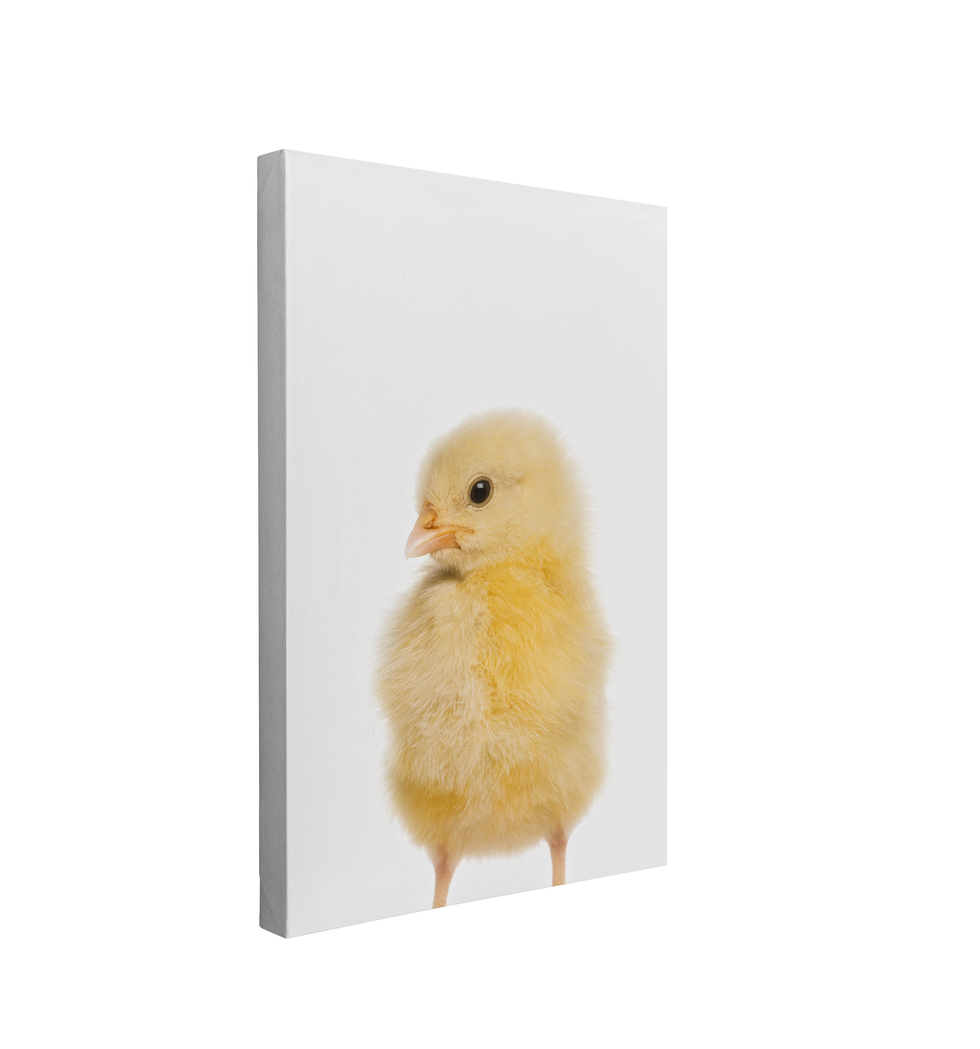 Minimalist Baby Chicken - Barn Animal Peekaboo Farmhouse Nursery Photography - Crystal Canvas Print Wall Art Décor Whelhung