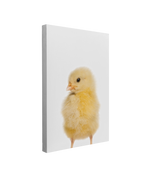 Minimalist Baby Chicken - Barn Animal Peekaboo Farmhouse Nursery Photography - Crystal Canvas Print Wall Art Décor Whelhung