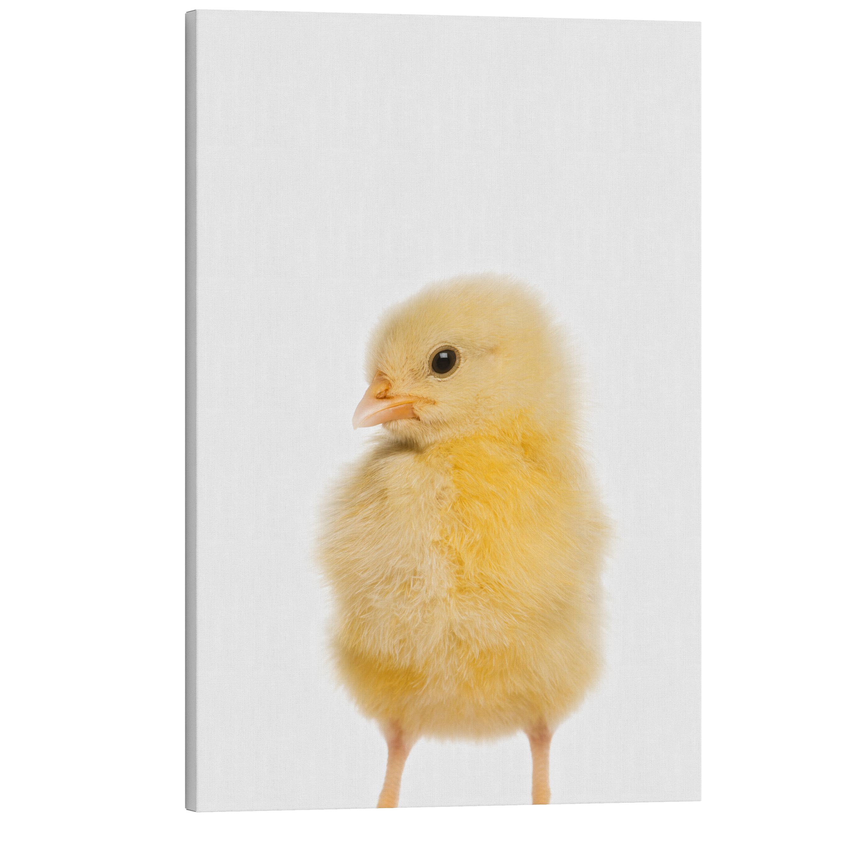 Minimalist Baby Chicken - Barn Animal Peekaboo Farmhouse Nursery Photography - Crystal Canvas Print Wall Art Décor Whelhung