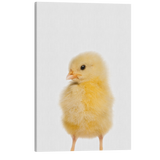 Minimalist Baby Chicken - Barn Animal Peekaboo Farmhouse Nursery Photography - Crystal Canvas Print Wall Art Décor Whelhung