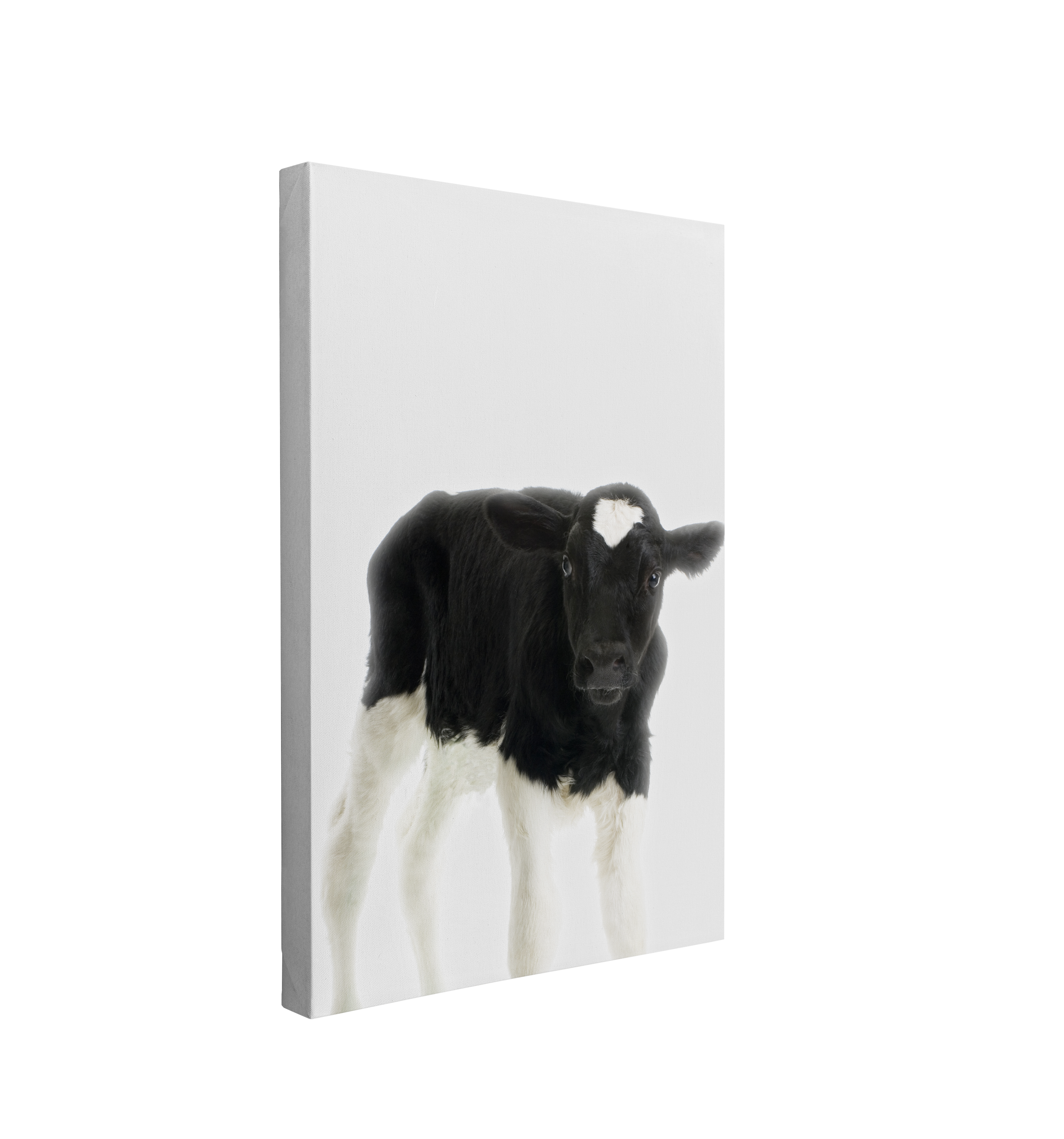 Minimalist Baby Cow - Barn Animal Peekaboo Farmhouse Nursery Photography - Crystal Canvas Print Wall Art Décor Whelhung