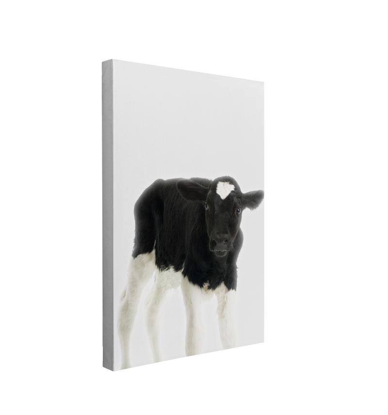 Minimalist Baby Cow - Barn Animal Peekaboo Farmhouse Nursery Photography - Crystal Canvas Print Wall Art Décor Whelhung