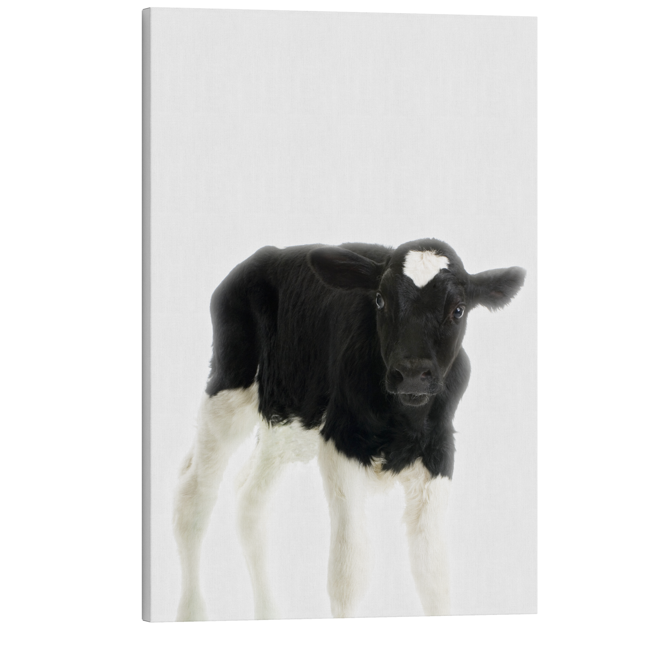 Minimalist Baby Cow - Barn Animal Peekaboo Farmhouse Nursery Photography - Crystal Canvas Print Wall Art Décor Whelhung