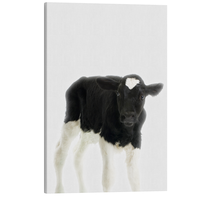 Minimalist Baby Cow - Barn Animal Peekaboo Farmhouse Nursery Photography - Crystal Canvas Print Wall Art Décor Whelhung