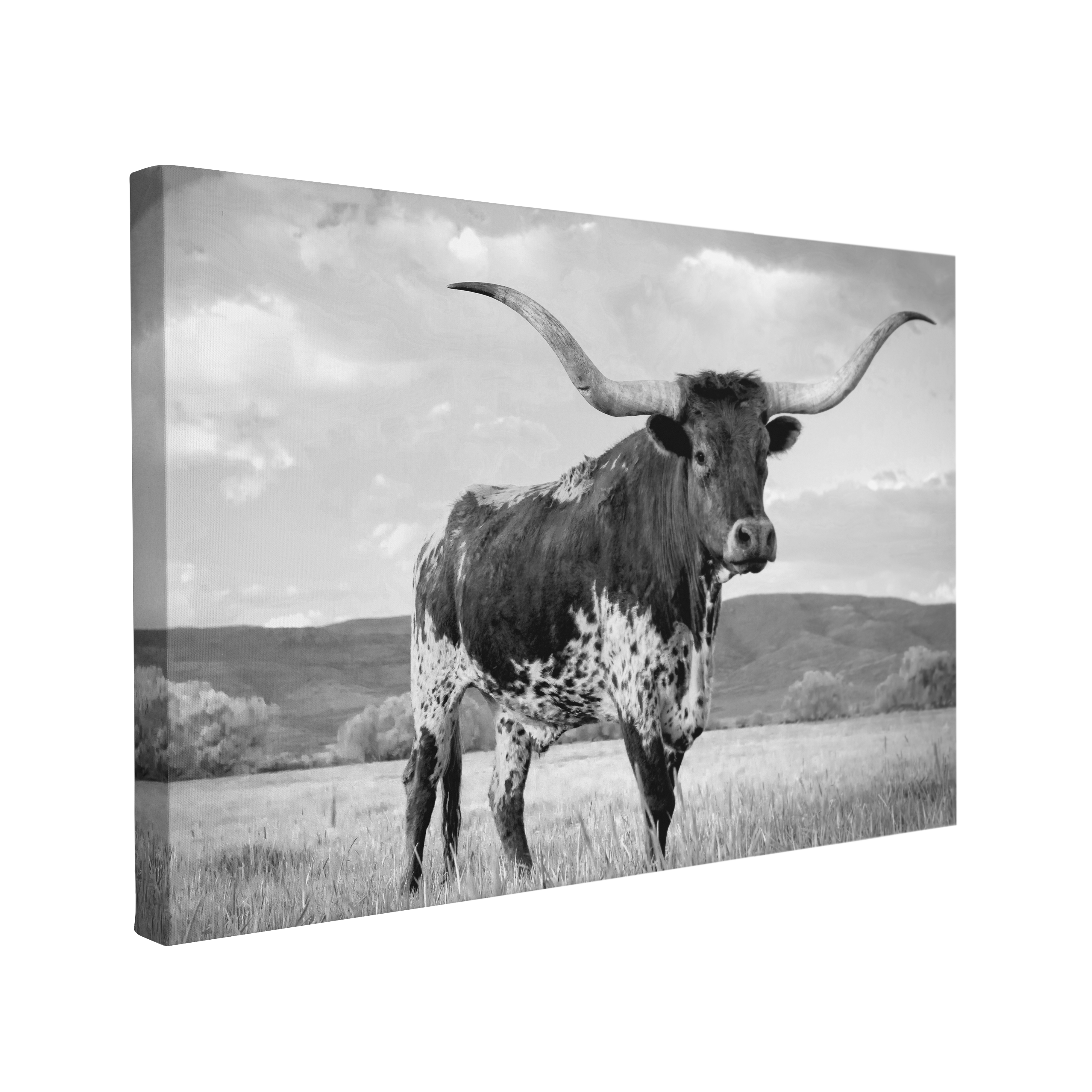 Black and White Texas Longhorn - Animal Photography - Crystal Canvas Print Wall Art Décor Whelhung