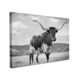 Black and White Texas Longhorn - Animal Photography - Crystal Canvas Print Wall Art Décor Whelhung