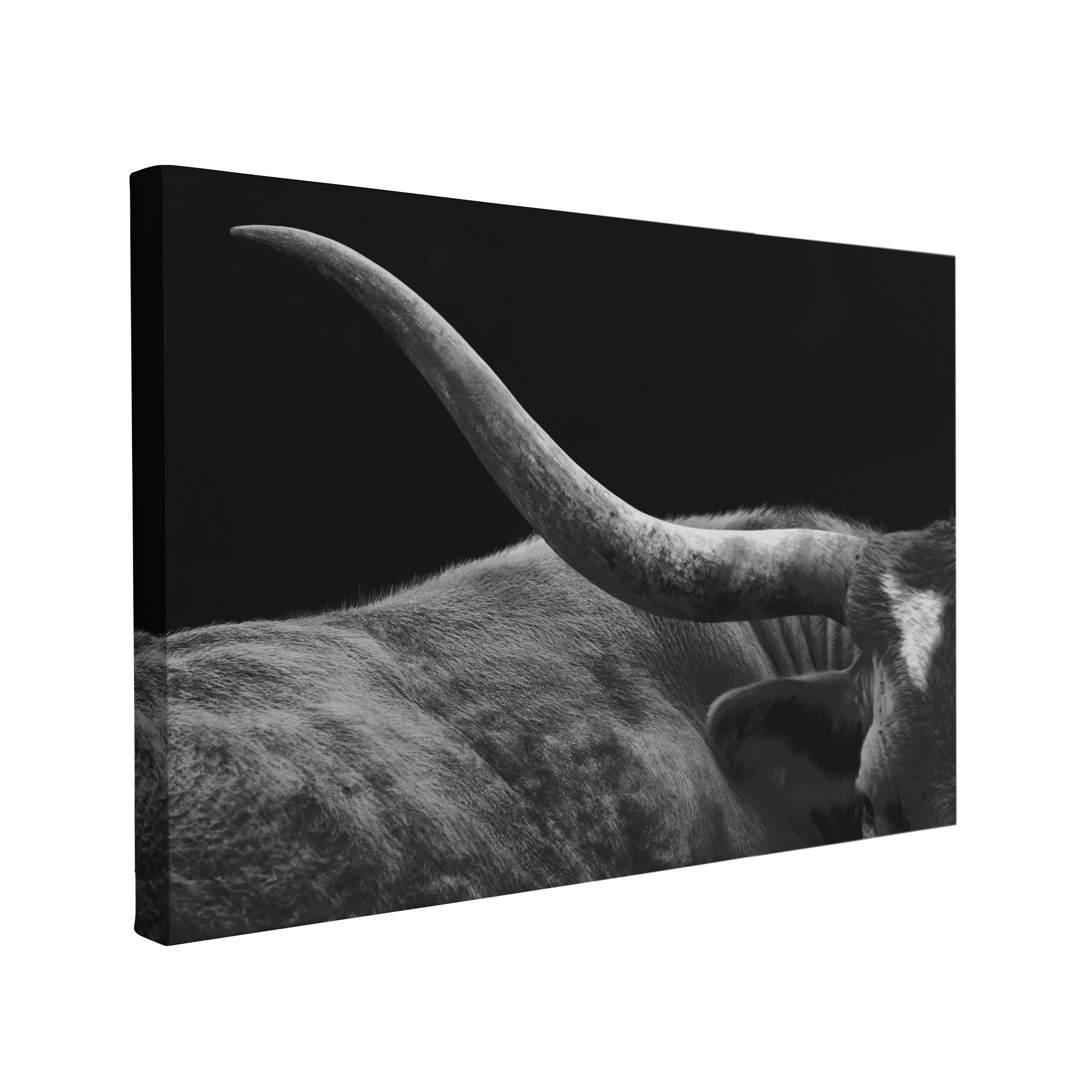 Black and White Texas Longhorn Closeup - Animal Photography - Crystal Canvas Print Wall Art Décor Whelhung