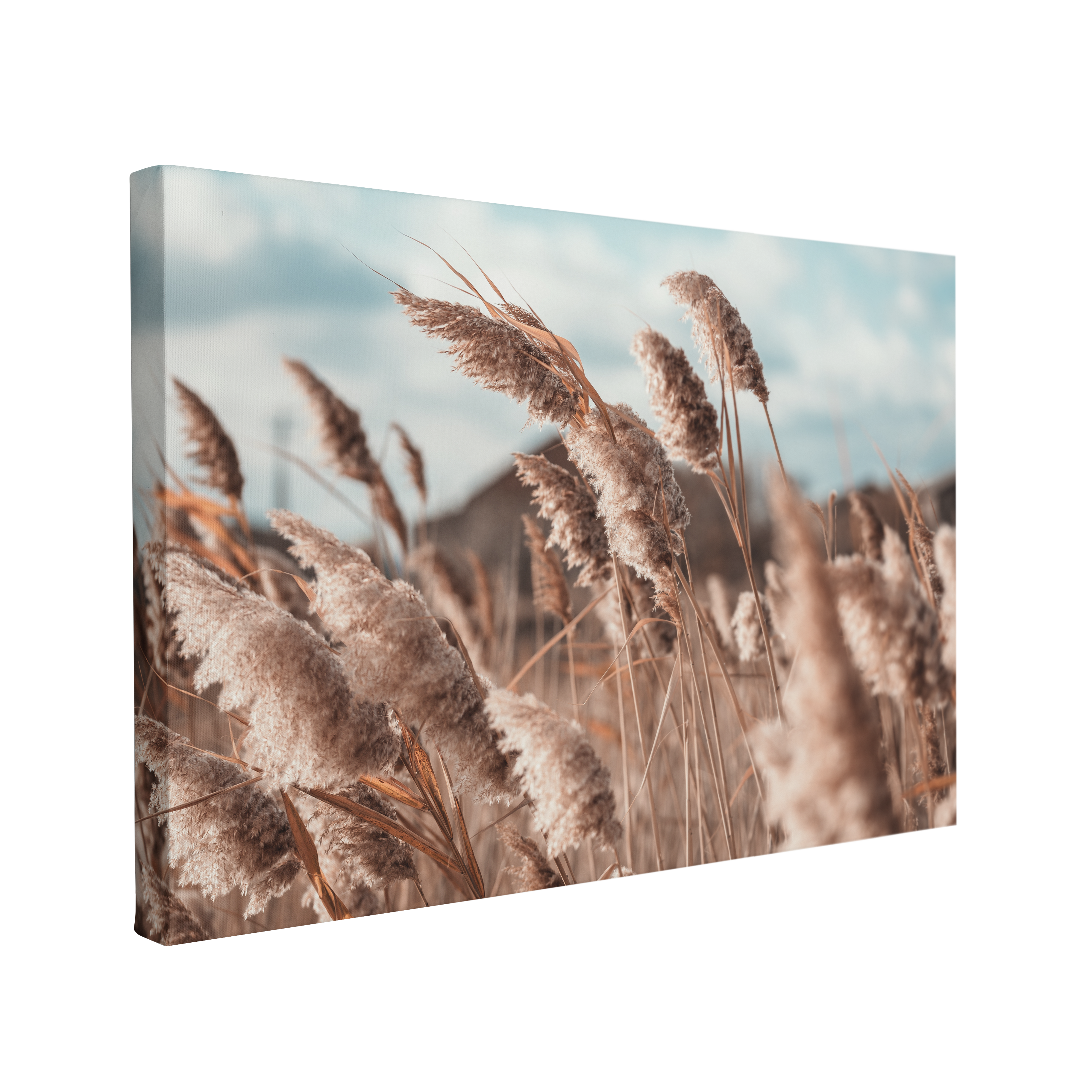 Pampas Grass Boho Coastal Photography - Canvas Print Wall Art Décor Whelhung