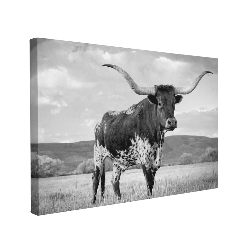 Black and White Texas Longhorn - Animal Photography - Crystal Canvas Print Wall Art Décor Whelhung