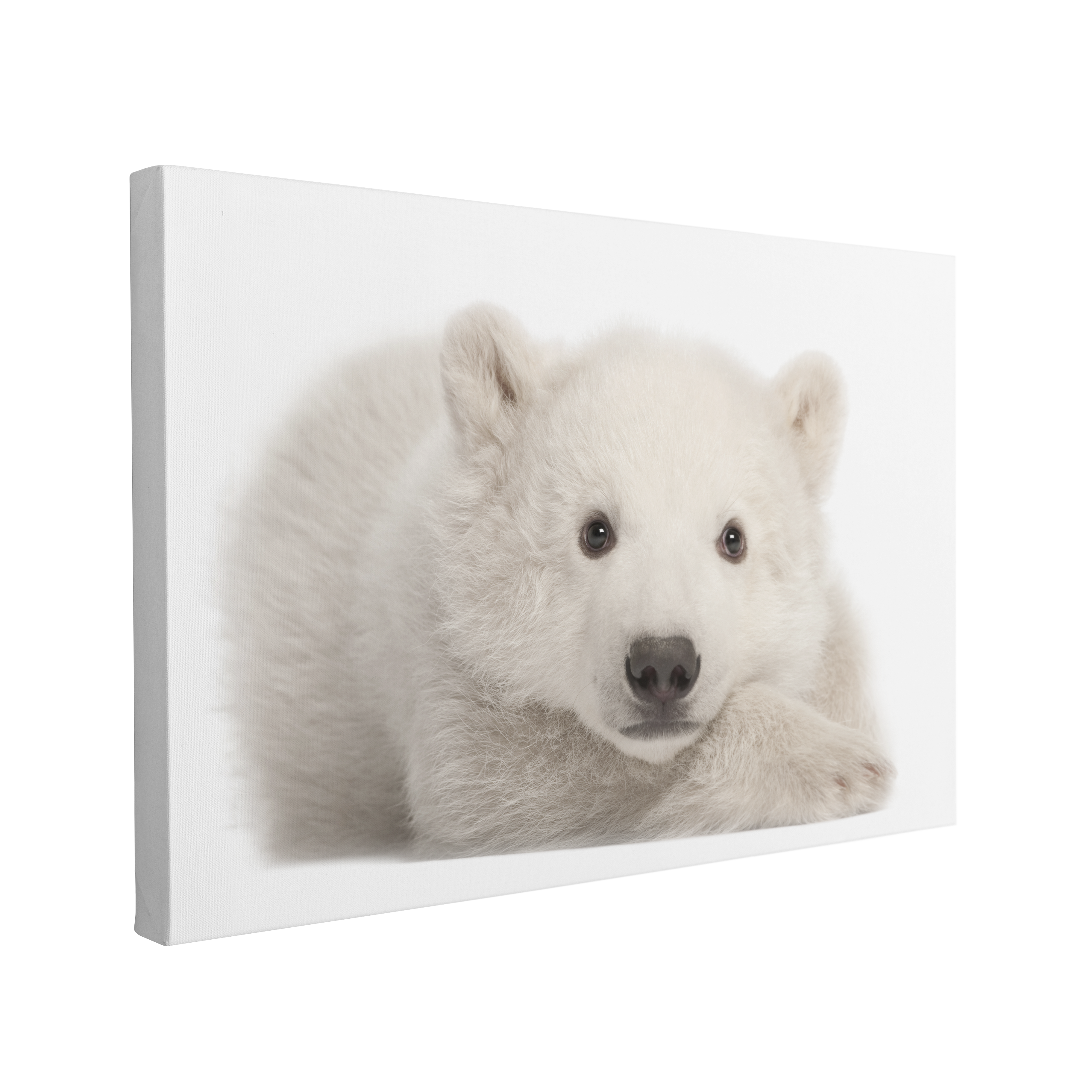 Polar Bear Cub - Animal Nursery Photography - Crystal Canvas Print Wall Art Décor Whelhung